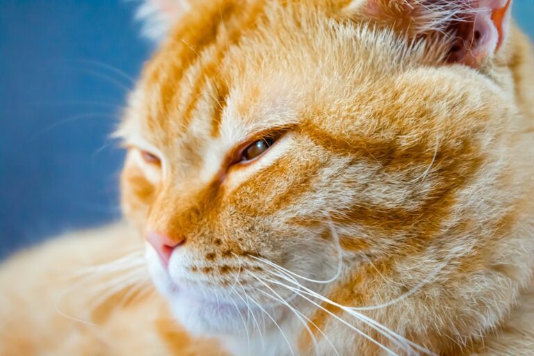 Como Dar Glutamina para Gatos: Guia Completo