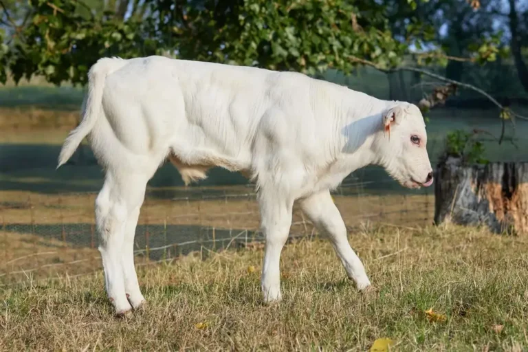Proteína bovina ou whey: qual a diferença e qual escolher
